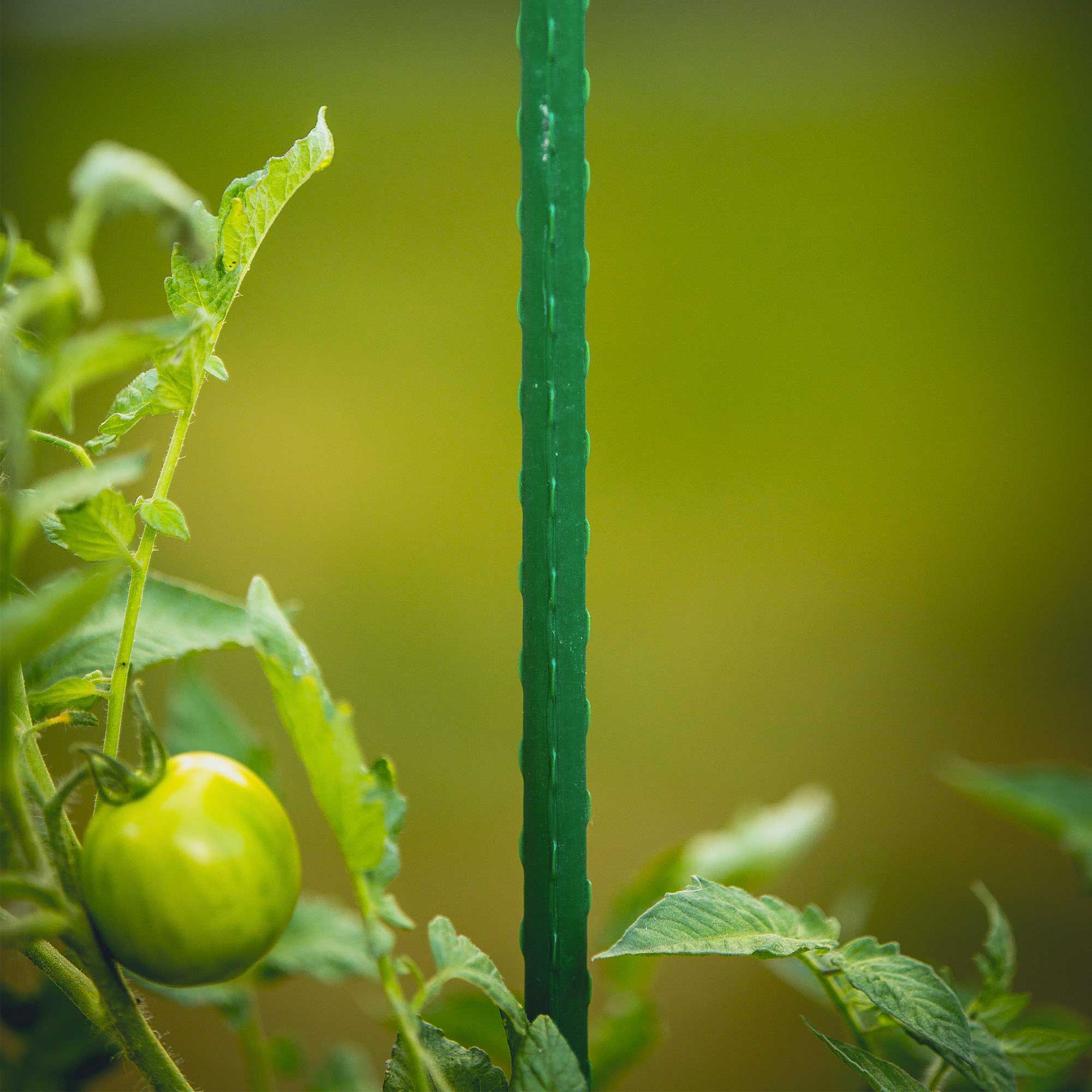 Gardener's Blue Ribbon® Sturdy Stake Plant Support - 2', Green ...