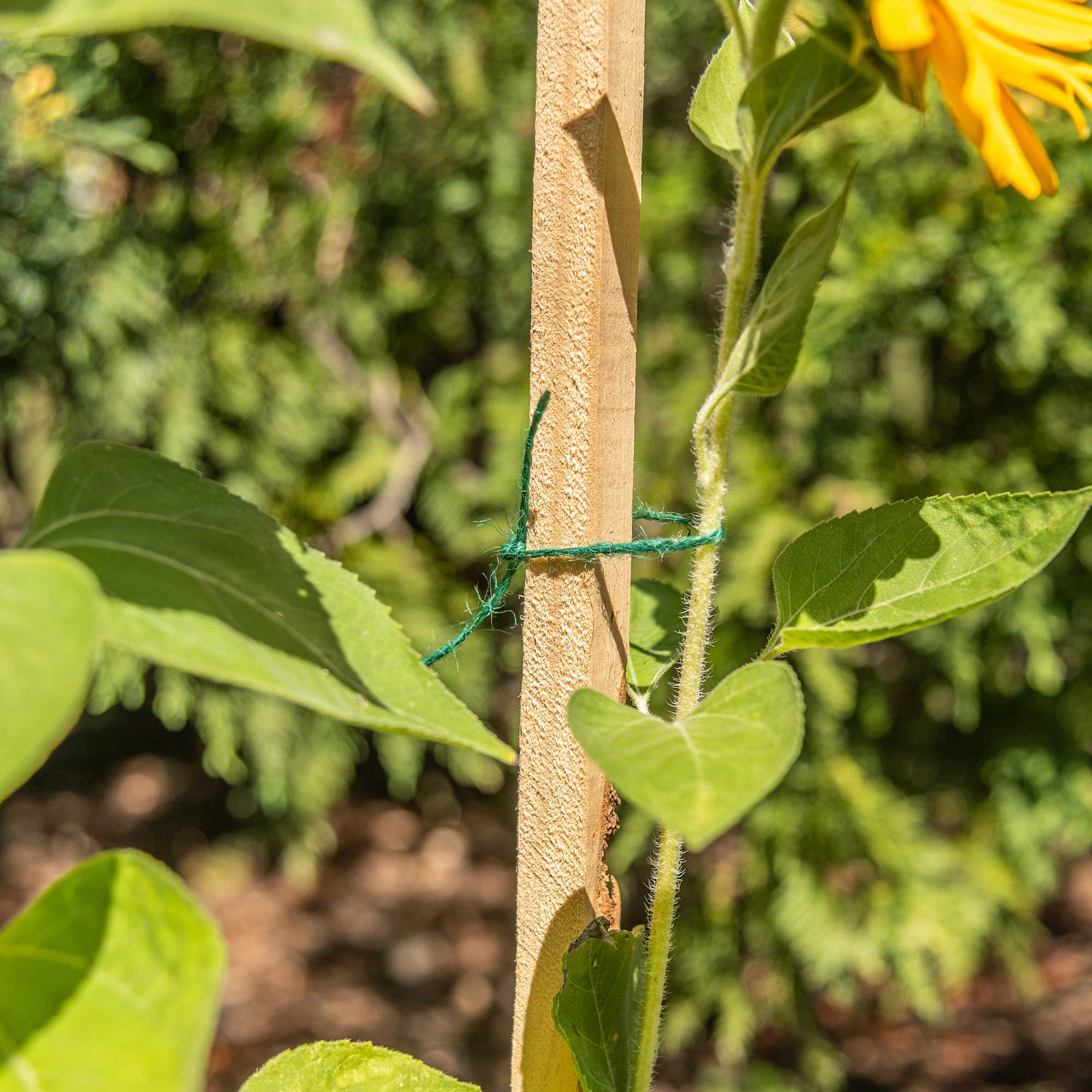 Gardener's Blue Ribbon® Wood Garden Stake Plant Support, 3' View 1 of 2