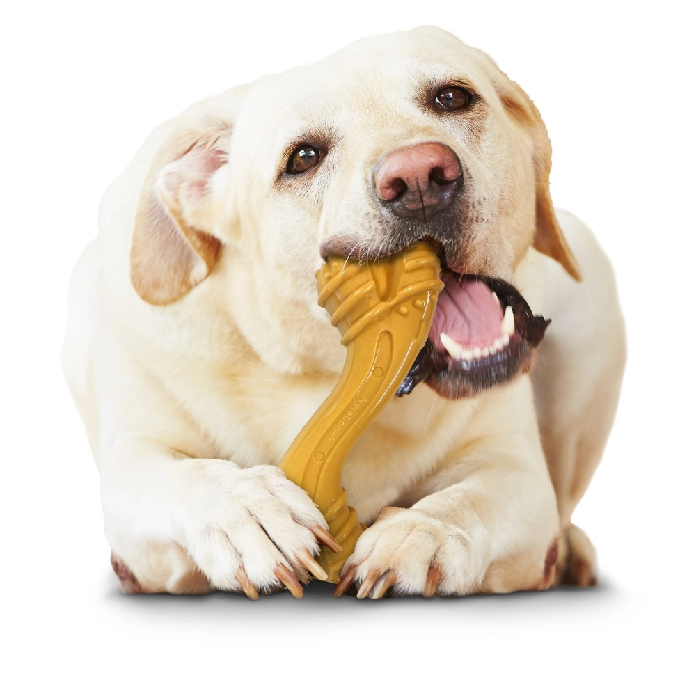 Can Dogs Eat Nylabones