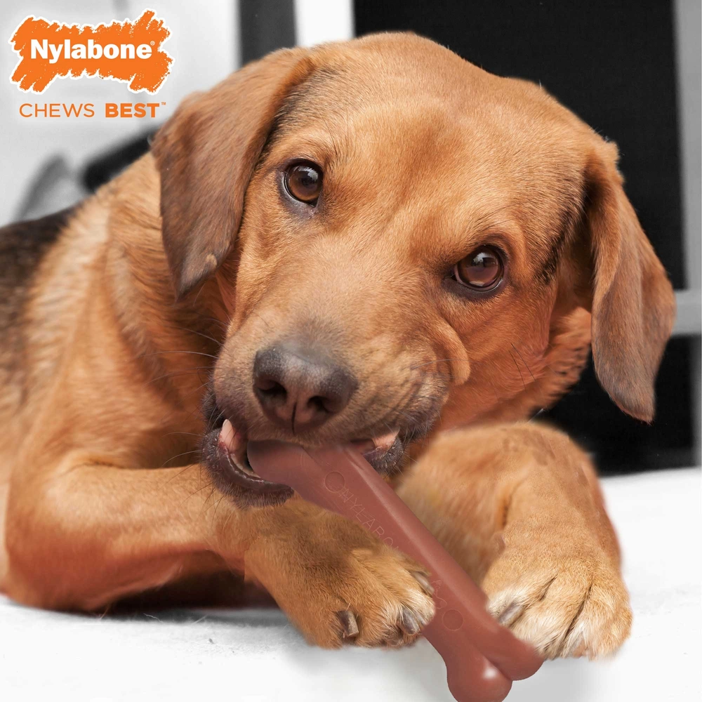 Is It Ok For Dogs To Eat Nylabones