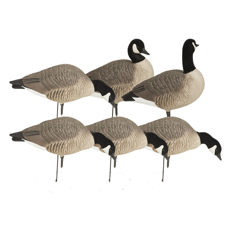 Hunter Series Canadas Harvester 6 Pack