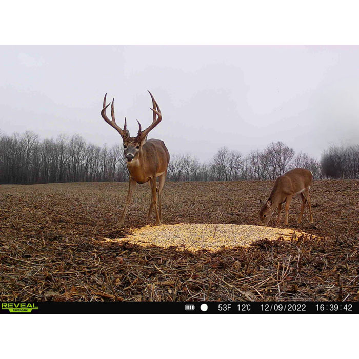 DOMAIN Outdoor Pre-Game™ Deer Feed, 40 lb.  View 1 of 5