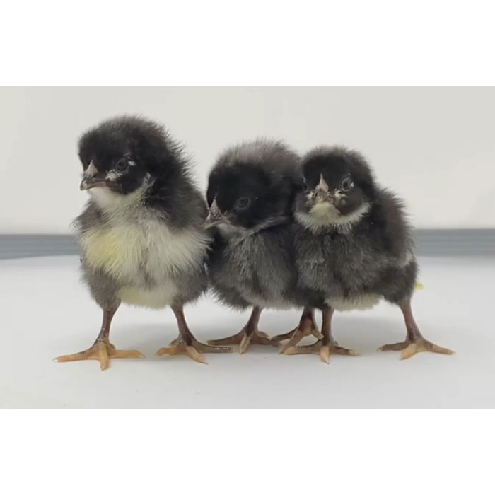 Cuckoo Marans - Female View 1 of 2
