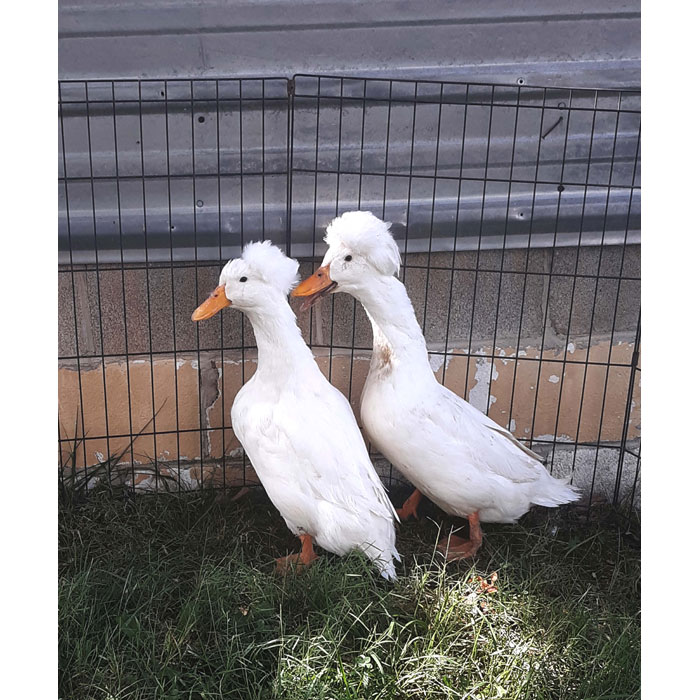 White Crested Duck