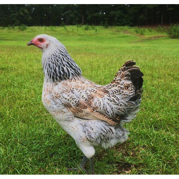 Prairie Bluebell Egger™ - Male