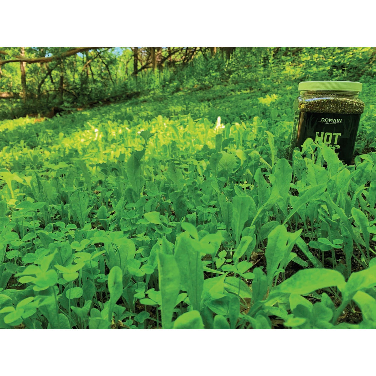 Domain Hot Chic 3 Lb. 1/2 Acre Food Plot Seed - 0000000564 - Runnings