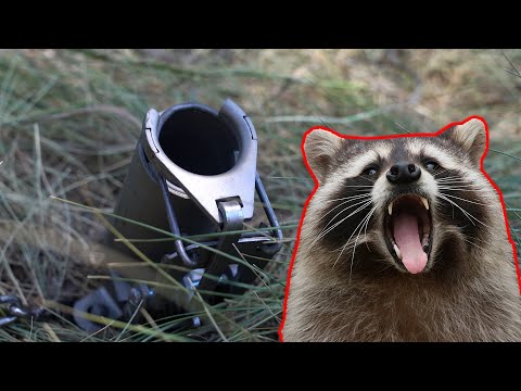 Duke Traps Dog Proof Raccoon Trap View 1 of 2