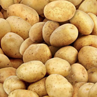 Yukon Gold Seed Potatoes, 5# bag