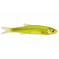 Magic Medium Emerald Shiners, 4 oz. - Chartreuse