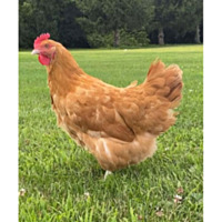Buff Orpington