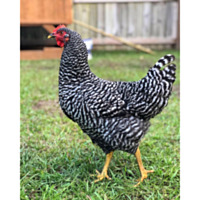 Barred Plymouth Rock