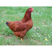 Rhode Island Red