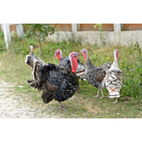 Assorted Turkeys - Straight Run