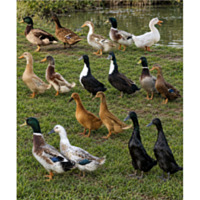 Assorted Ducks
