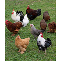 Assorted Bantams