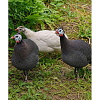 Assorted Guinea
