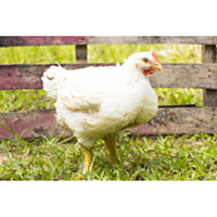 Cornish Cross Broiler