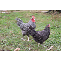 Cuckoo Marans
