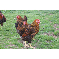 Gold Laced Wyandotte