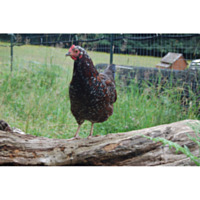 Speckled Sussex