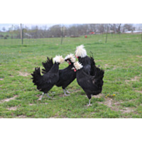 White Crested Black Polish