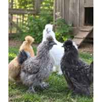 Assorted Silkie Bantams