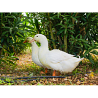 Pekin