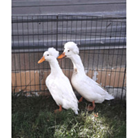 White Crested Duck