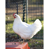 Cornish Game Hen