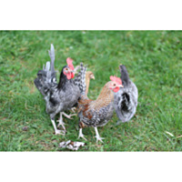 Assorted Old English Bantams