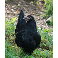 Midnight Majesty Marans™