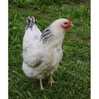 Columbian Wyandotte