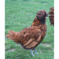 Gold Laced Polish