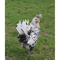 Appenzeller Spitzhauben