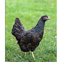 Barnevelder