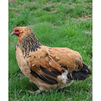 Buff Brahma
