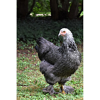 Dark Brahma