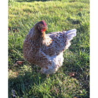 Blue Laced Red Wyandotte