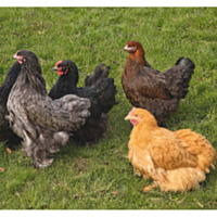 Cochin Variety Pack