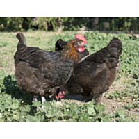 French Black Copper Marans