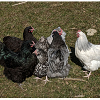 English Orpington Variety Pack