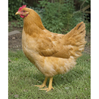 Buff Plymouth Rock