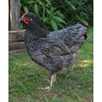 Blue Wyandotte