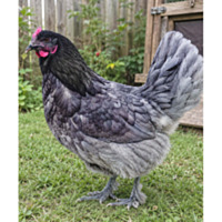 Blue Midnight Marans™