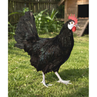 White Faced Black Spanish