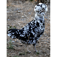 Mottled Houdan