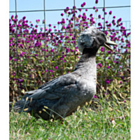 Blue Crested Duck