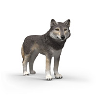 Schleich American Wolf Toy Figurine