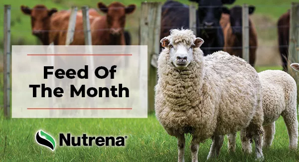 Running Feed Monthly Deals & Specials - Runnings